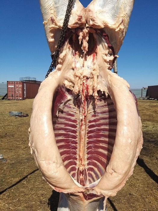 Конина ет мясо халал !!!