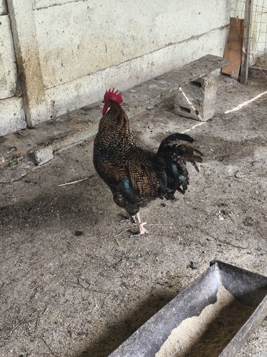 Vând cocos crescuți bio