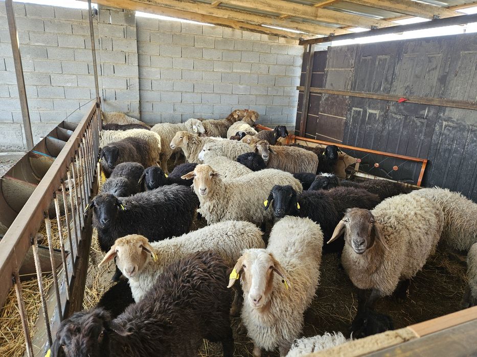 Семиз Бордакы Кой Токтылар Сатылады