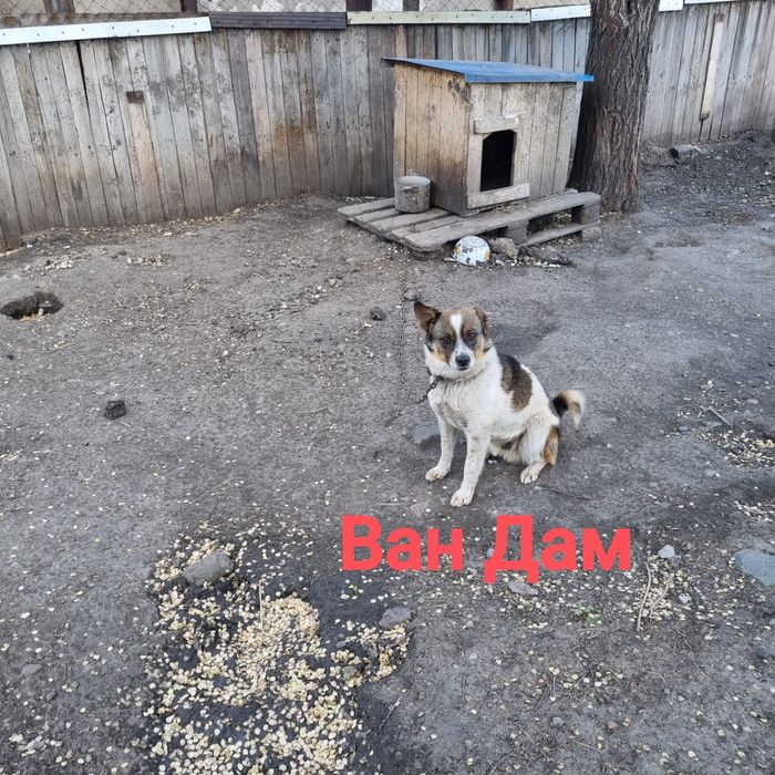 Кобель ищет дом. Будка в подарок