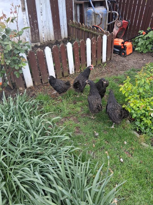 Matase japoneza/rate+1 ratoi/Porumbei/Pui Australop, Araucana, Brahma