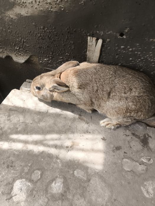 Продаем кроликов или обмен