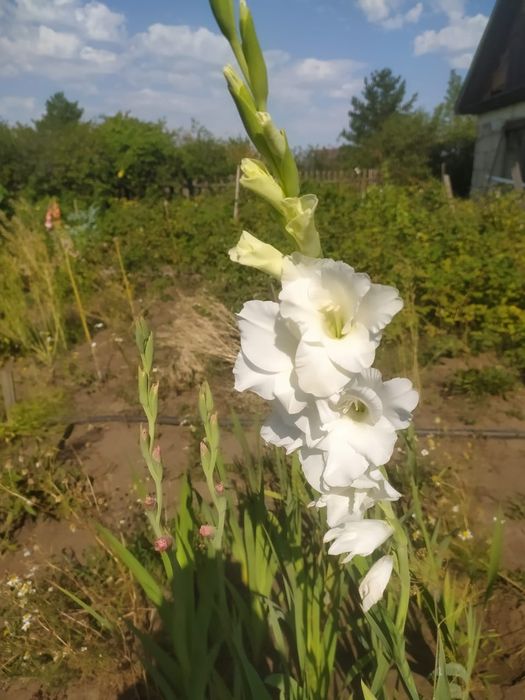 Ромашки, гелиопсис, гладиолусы/ букеты, цветы