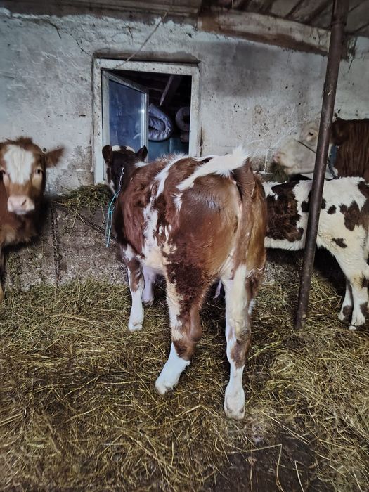 vand vitei si vitele