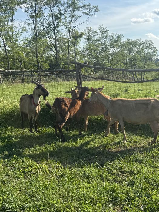 Capre foarte bune de lapte in arges