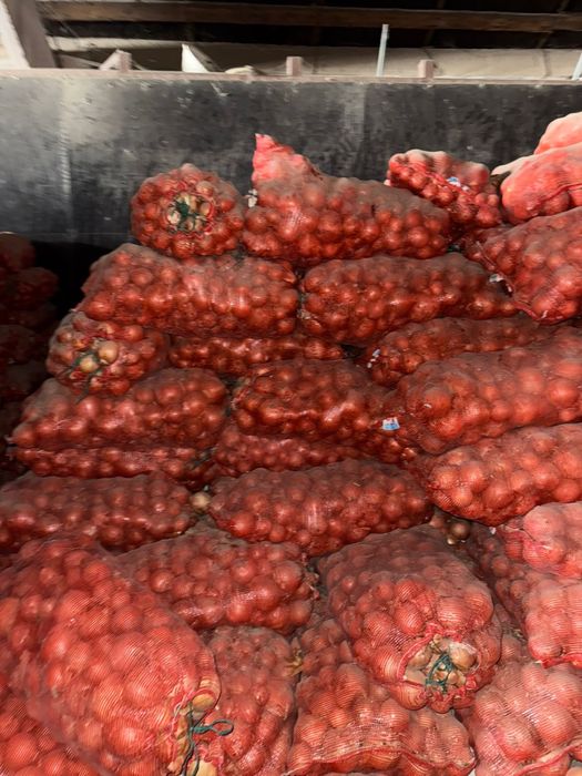 Лук репчатый свежий на складе