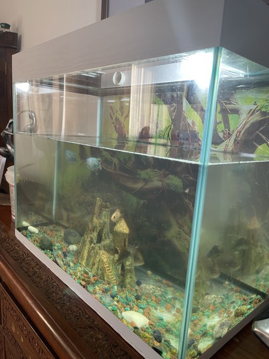 Аквариум с рыбками