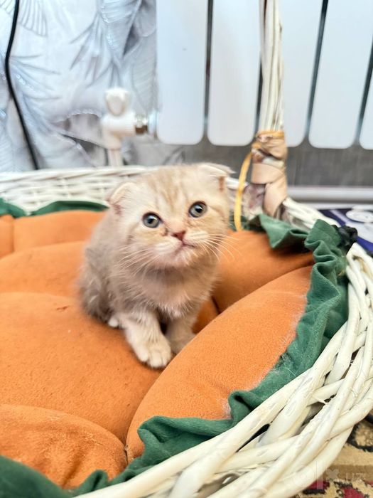Продаются котята