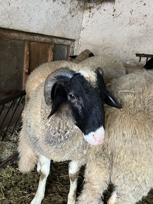 Овен два броя едногодишни