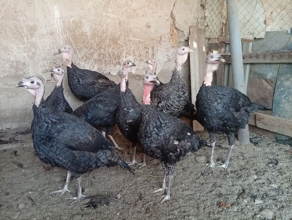 Продаются индюшата