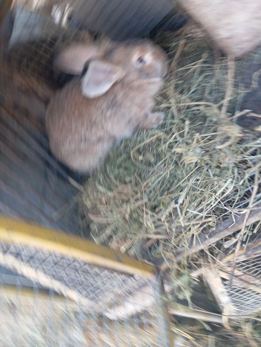 Продам крола и кролих