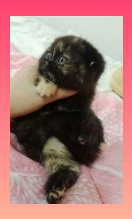 Роскошная Скоттиш Фолд черепахового окраса