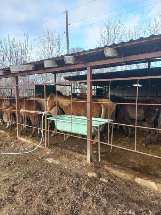 Отборный жылкылар сатылады.