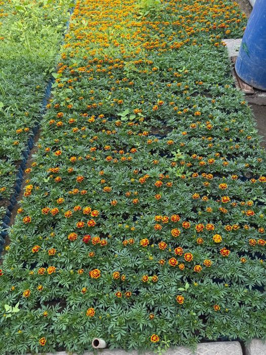 Gul ko’chatlari Гул кучат Gul uruglarin Bananza gul Gul bananza