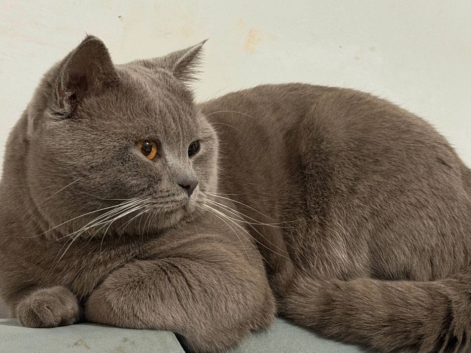Кот британский 1,5 года