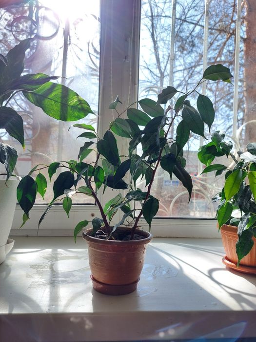 Продам фикус и лилию