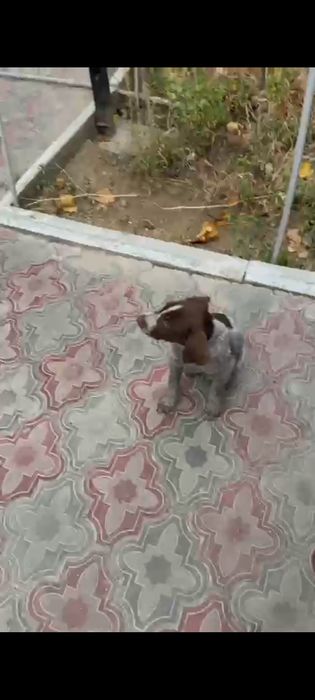 Ит ұрланды курцхар