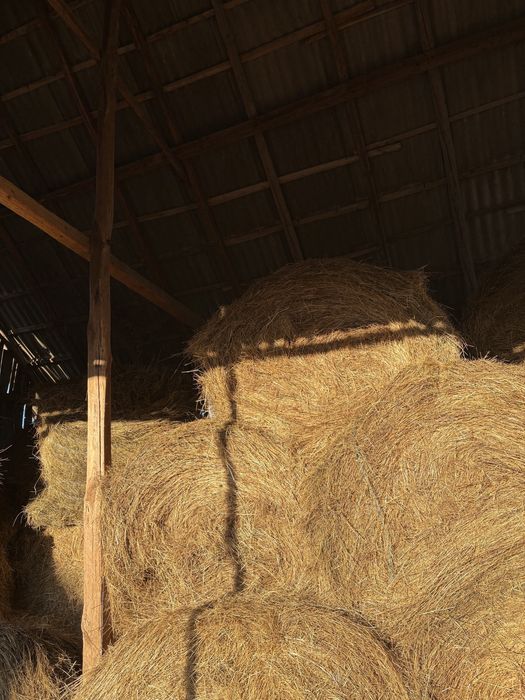 Vând baloți rotunzi