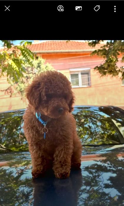 Toy & Mini poodle, FCI, Genetic, PL