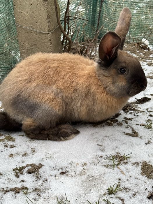 Vand iepurasi urias german