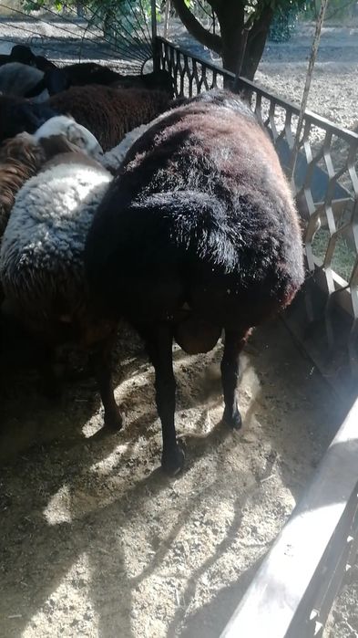 Катта кучкор насилликга буйи  1 метрдан баланд зоти тоза