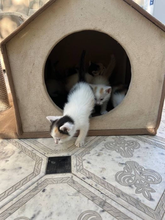 отдам котенков даром