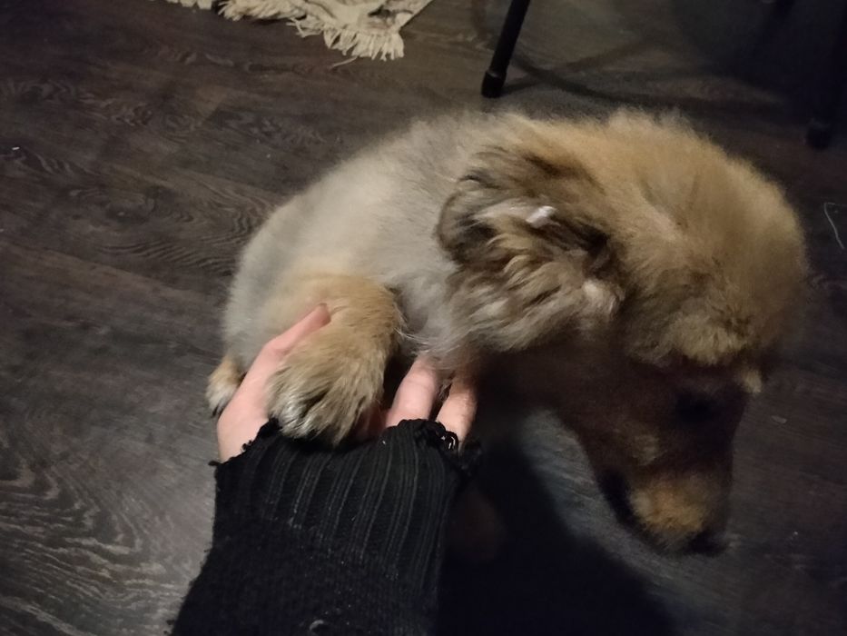 Отдам щенка мальчик срочно!!!