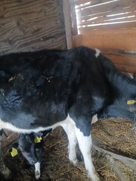 Vând  o vaca de ținut sau de taiat