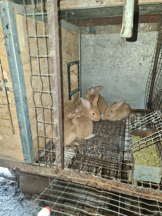 Продам кроликов бургунские