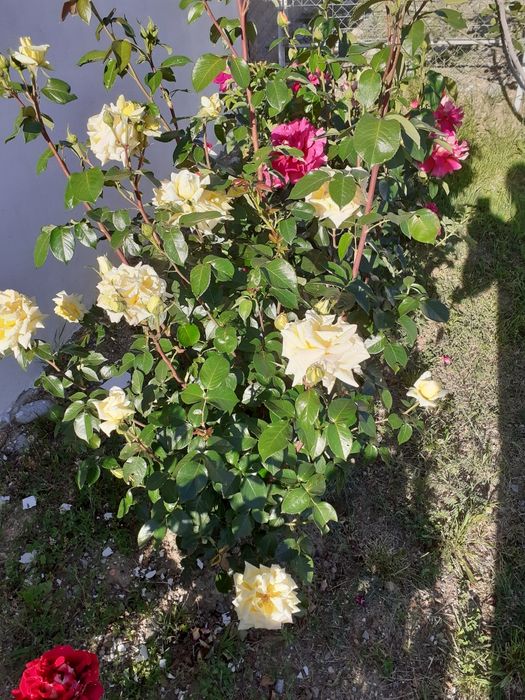 Tufe de trandafiri