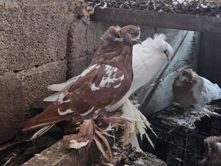 Porumbei uriasi magheari