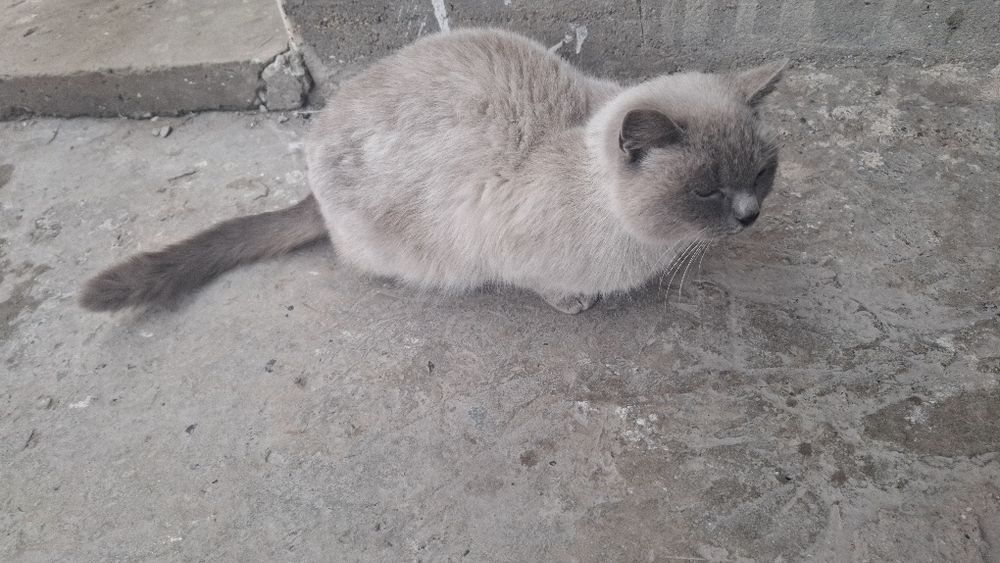 Кошка сиямский пр