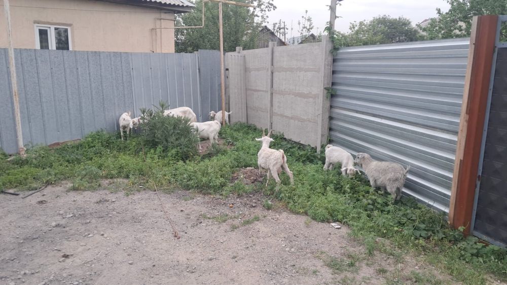 Продам козлов срочно