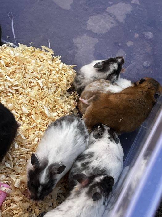 Hamster qolga organgan