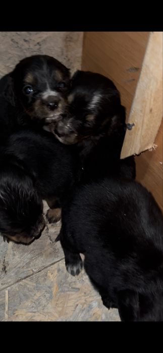 Щенки спаниеля.