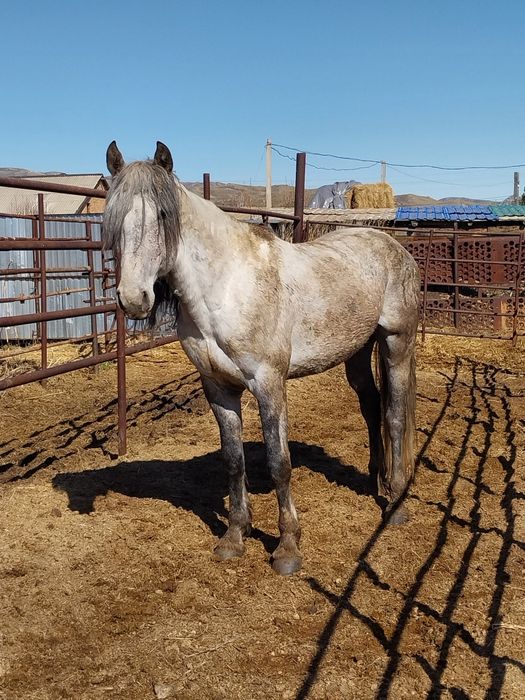 Продам жеребца возраст 8 лет