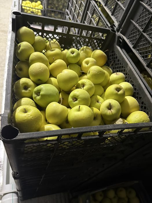 Продам яблоки золотое превосходное, американка