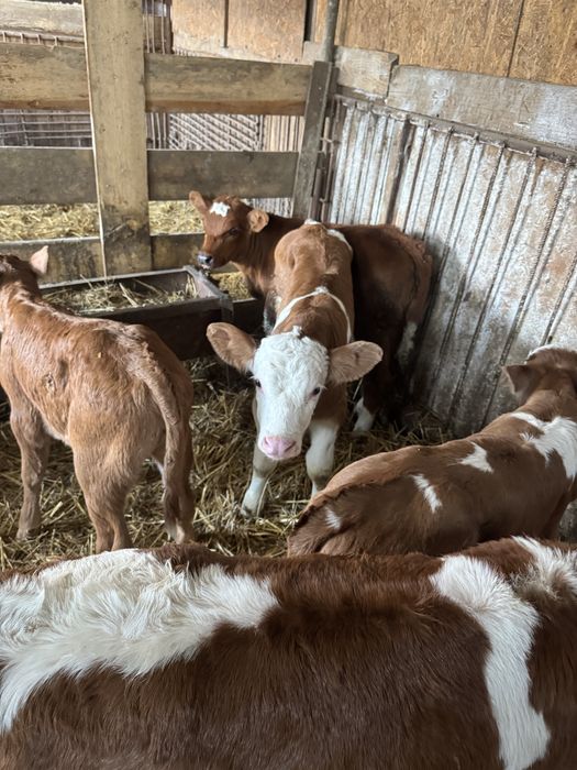 Taurasi si vitele de vanzare