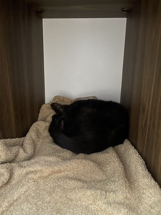 Котенок ищет дом
