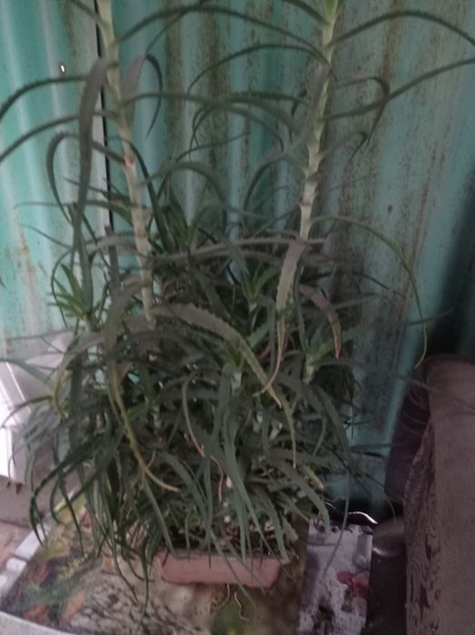 Продам алоэ в горшке