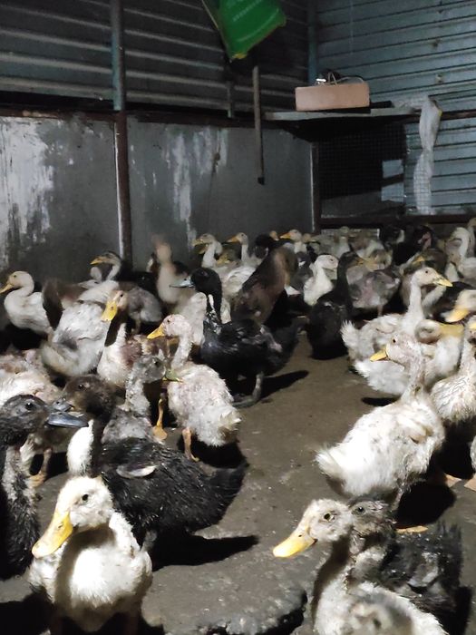 Продам утят башкирская порода