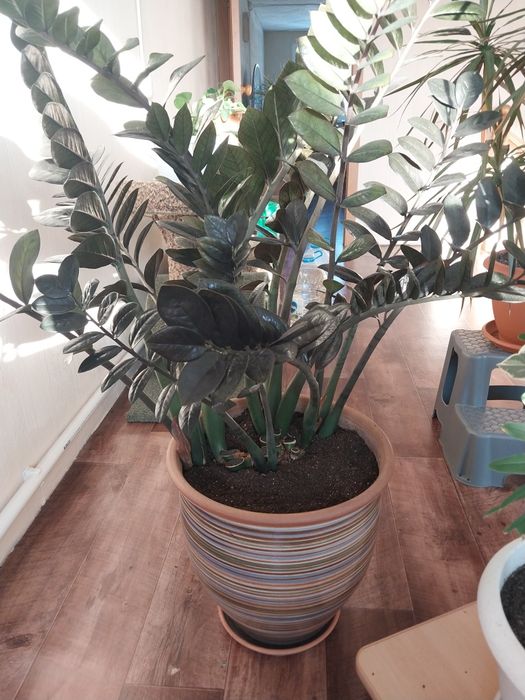 Замиакулькас черный принц