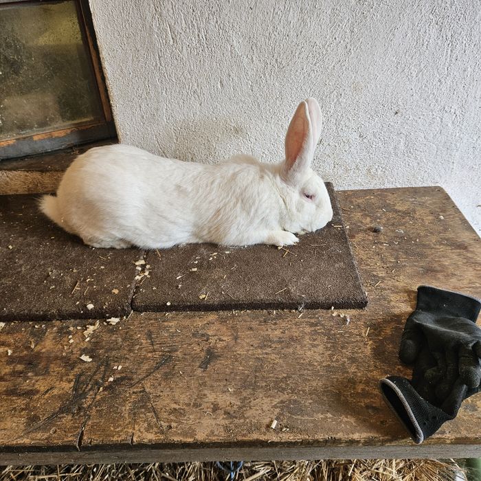 Зайци за разплод