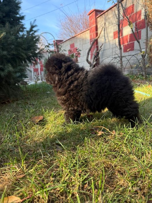 Чау-чау чистокровные  щенки с документами