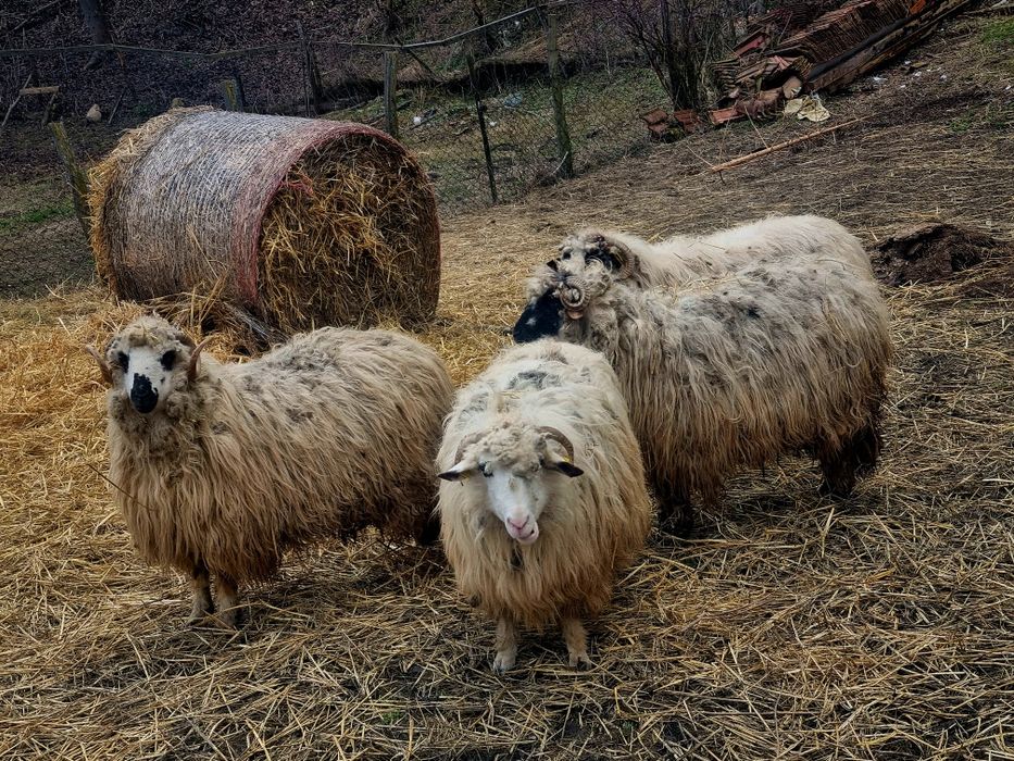 Vând oii și capre,