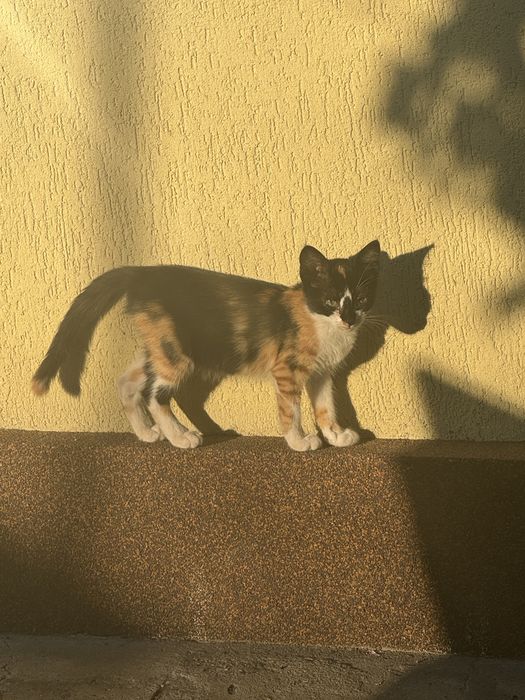 Pui de pisica spre adoptie