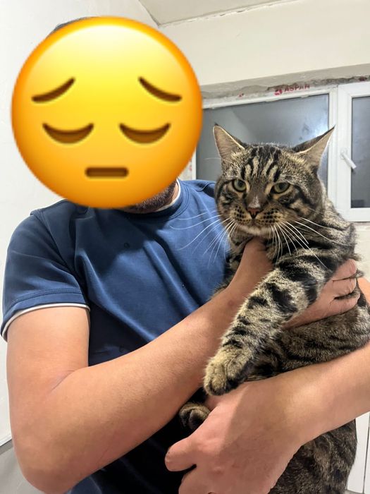 Ищу кота за вознаграждение !