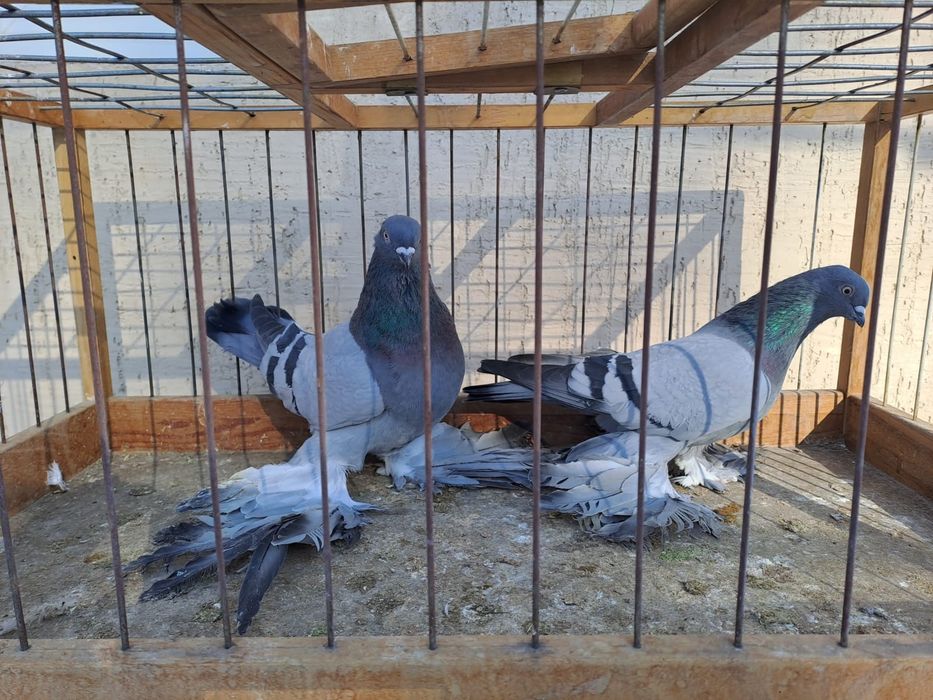 Голуби сизые ,удэ,сиреневые