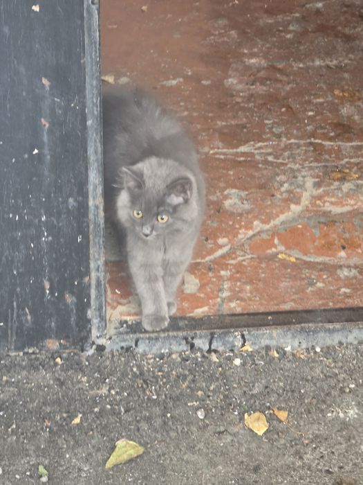 Котёнок дымчатый