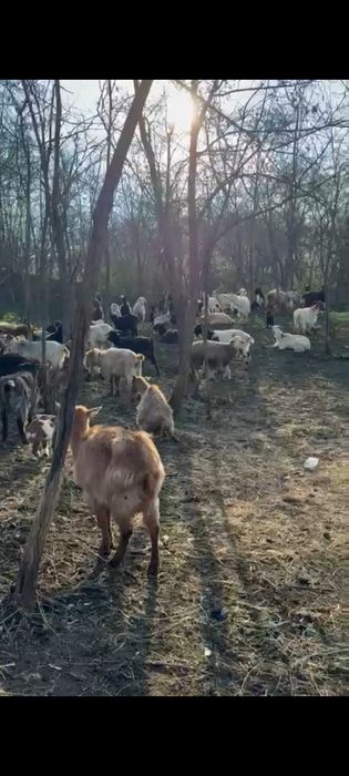 Capre și oi de vânzare